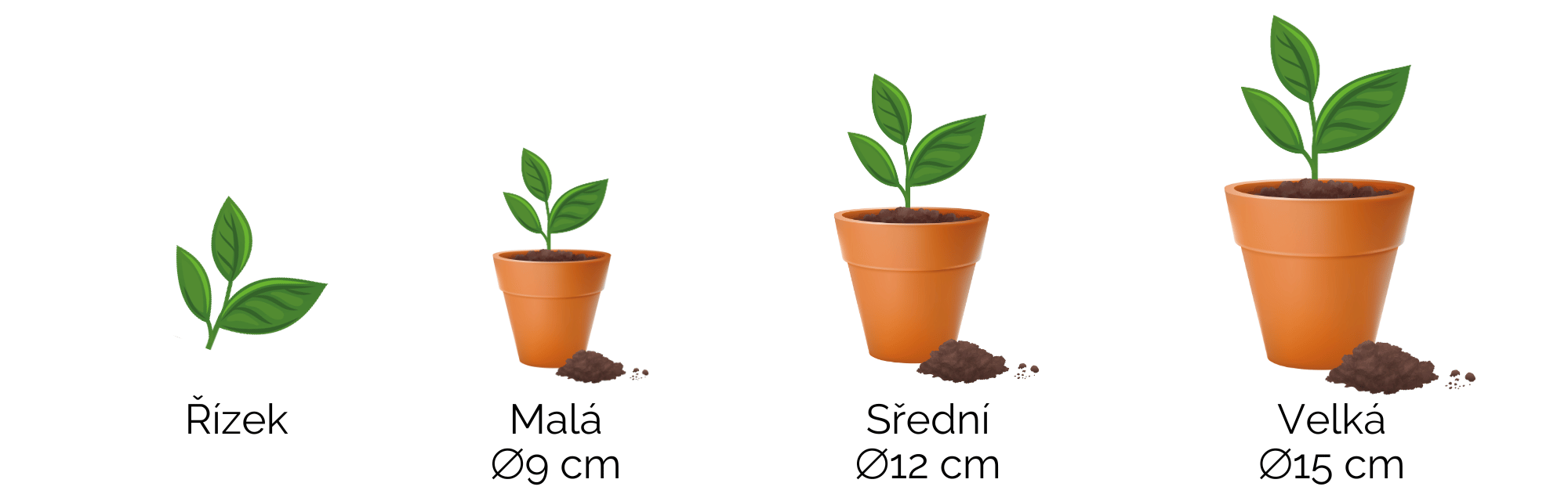 Velikost pokojových rostlin Zazelenáno